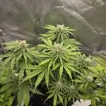 First Purple Lemonade 🍋