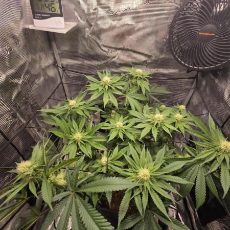 Royal Special Queen the First