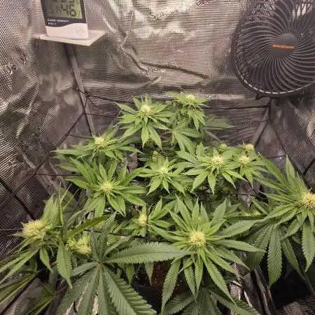 Royal Special Queen the First