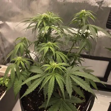 First Purple Lemonade 🍋