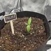 Poison Fruit Crack