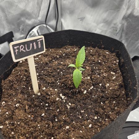 Poison Fruit Crack