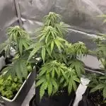 First Purple Lemonade 🍋