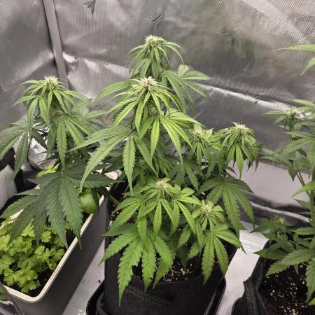 First Purple Lemonade 🍋