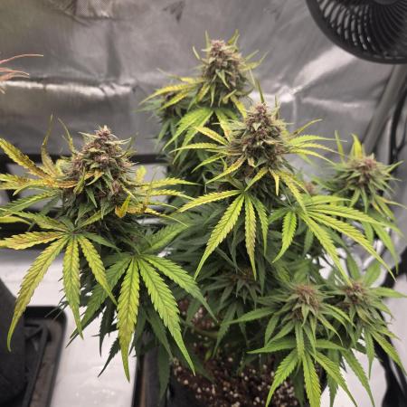 First Purple Lemonade 🍋