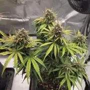 First Purple Lemonade 🍋