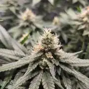 Royal Special Queen the First