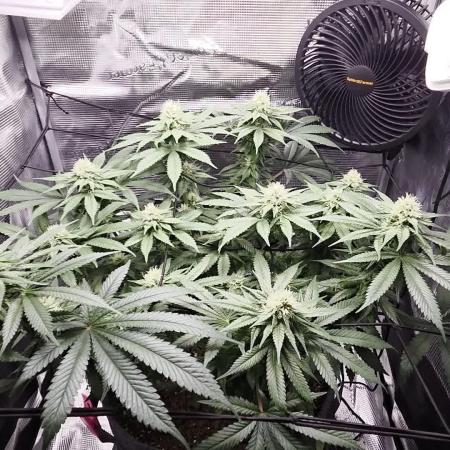 Royal Special Queen the First