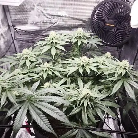 Royal Special Queen the First