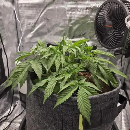 Royal Special Queen the First