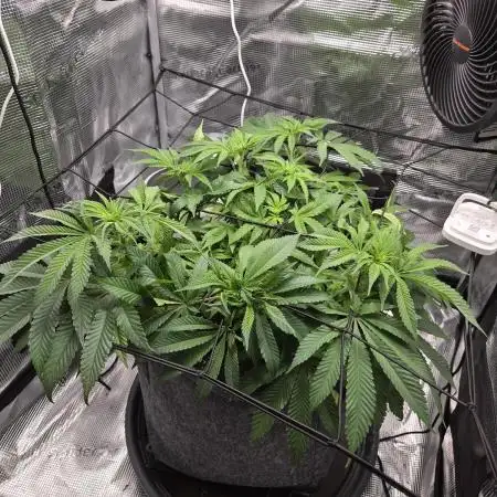 Royal Special Queen the First