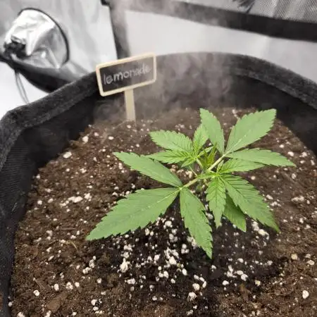 First Purple Lemonade 🍋