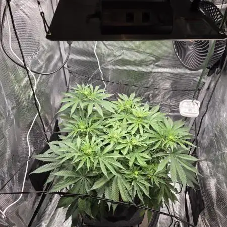 Royal Special Queen the First