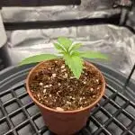 Royal Special Queen the First