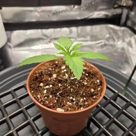 Royal Special Queen the First