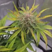 First Purple Lemonade 🍋