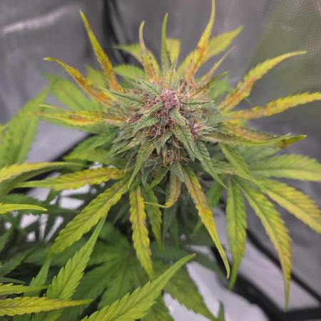 First Purple Lemonade 🍋