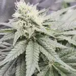 Royal Special Queen the First