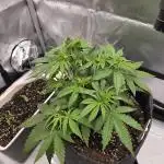 First Purple Lemonade 🍋