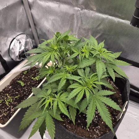 First Purple Lemonade 🍋