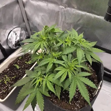 First Purple Lemonade 🍋