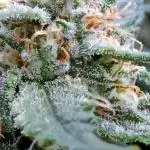 Frostbanger auto Fastbuds