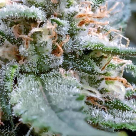 Frostbanger auto Fastbuds
