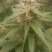 Blackberry Gum by seedstockers