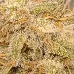 Frostbanger auto Fastbuds