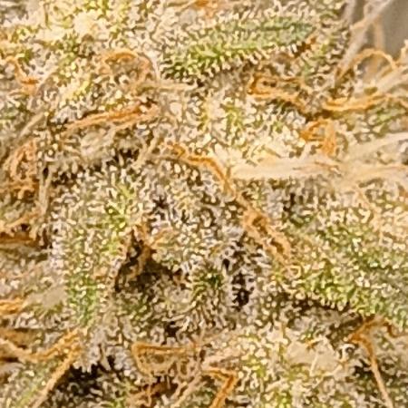 Frostbanger auto Fastbuds