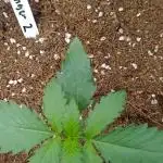 Frostbanger auto Fastbuds