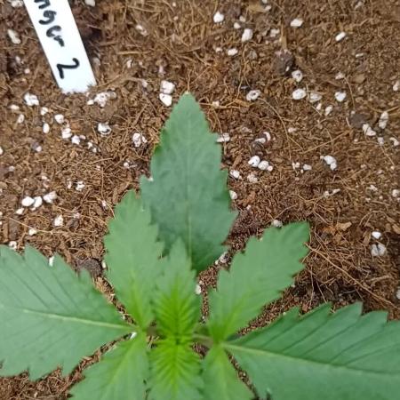 Frostbanger auto Fastbuds