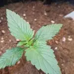 Frostbanger auto Fastbuds