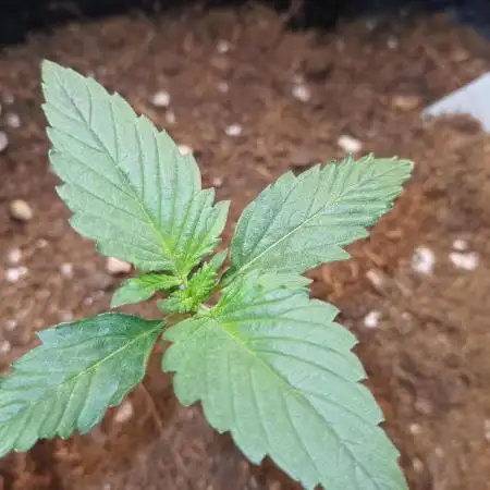 Frostbanger auto Fastbuds