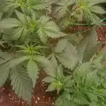 Frostbanger auto Fastbuds