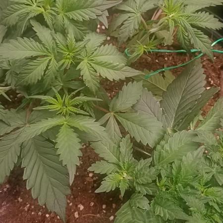 Frostbanger auto Fastbuds