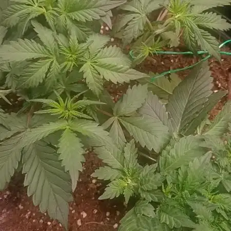 Frostbanger auto Fastbuds