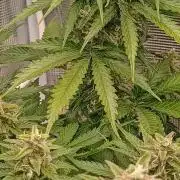 Blackberry Gum by seedstockers