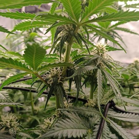 Blackberry Gum by seedstockers