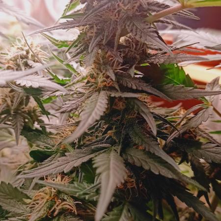 Frostbanger auto Fastbuds