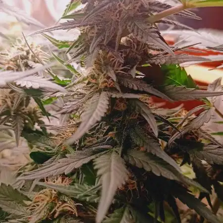 Frostbanger auto Fastbuds