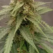 Blackberry Gum by seedstockers