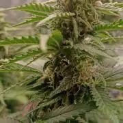 Blackberry Gum by seedstockers