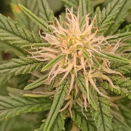 Frostbanger auto Fastbuds