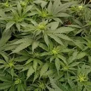 Blackberry Gum by seedstockers