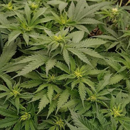 Blackberry Gum by seedstockers