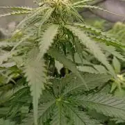 Blackberry Gum by seedstockers