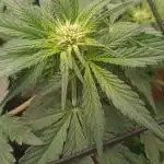 Frostbanger auto Fastbuds