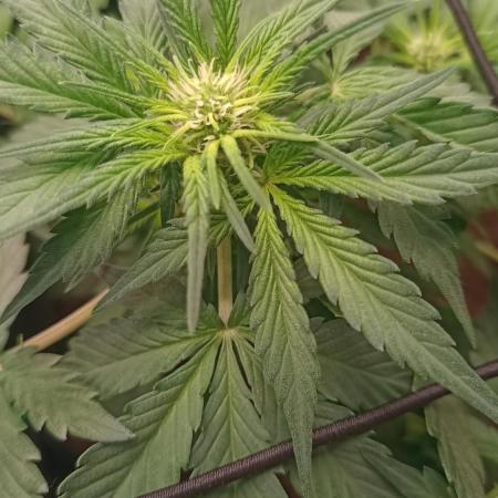 Frostbanger auto Fastbuds