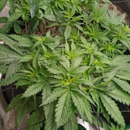 Blackberry Gum by seedstockers